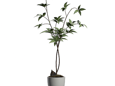 盆栽植物装饰