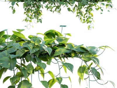 现代爬山虎