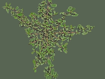 绿植墙