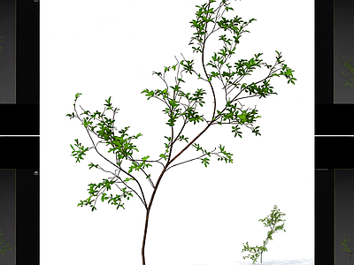 枝叶繁茂的植物模型