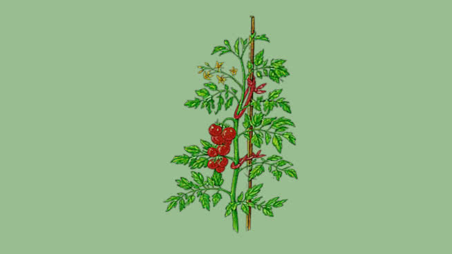 番茄植株 其他