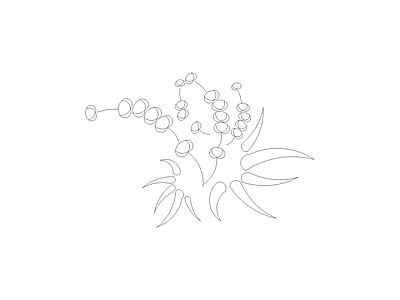 备用植物图例 红花继木