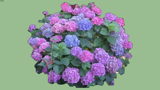 2D绣球“无尽的夏天” 花 植物 其他 菜花