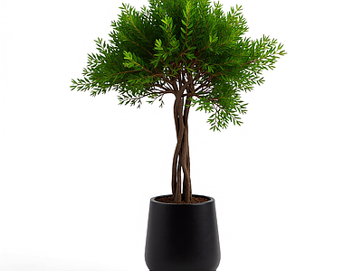 盆栽植物装饰