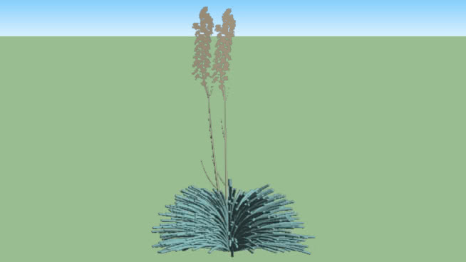 植物潘帕斯草地 其他 画 瓶子 家居物品