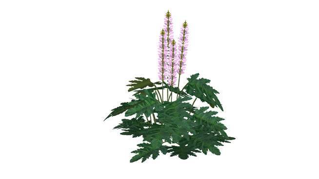 阿米蒂斯塔 其他 画 蜻蜓 饰品