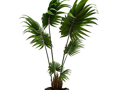盆栽棕榈植物