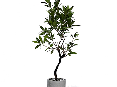 带盆绿植盆栽