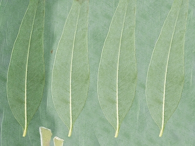 绿植墙