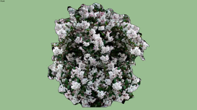 二维kalmia茭白 植物 其他 花 抹布 珊瑚菌