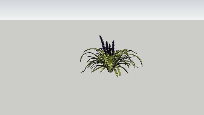 麦冬变异22.03（黄色） 植物 其他 画 迷雾 菠萝