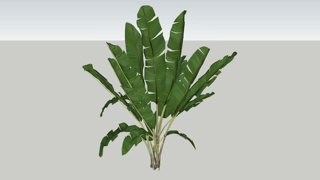 观赏芭蕉香蕉树姬蛙 其他 画 花
