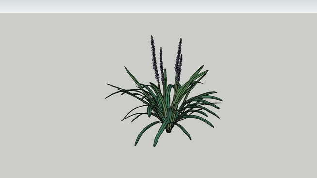 麦冬变异6603 植物 画 其他 菠萝 刺棘蓟