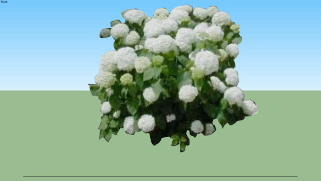 木兰绣球 菜花 棉花 西兰花 其他 植物