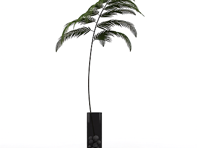 带盆绿植盆栽