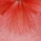 花瓣
