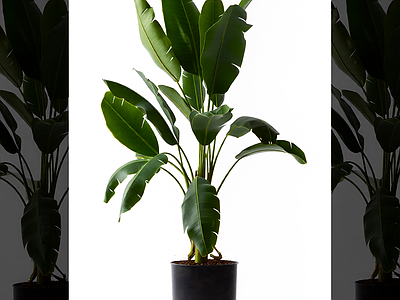 盆栽植物