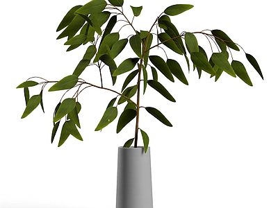 盆栽植物装饰