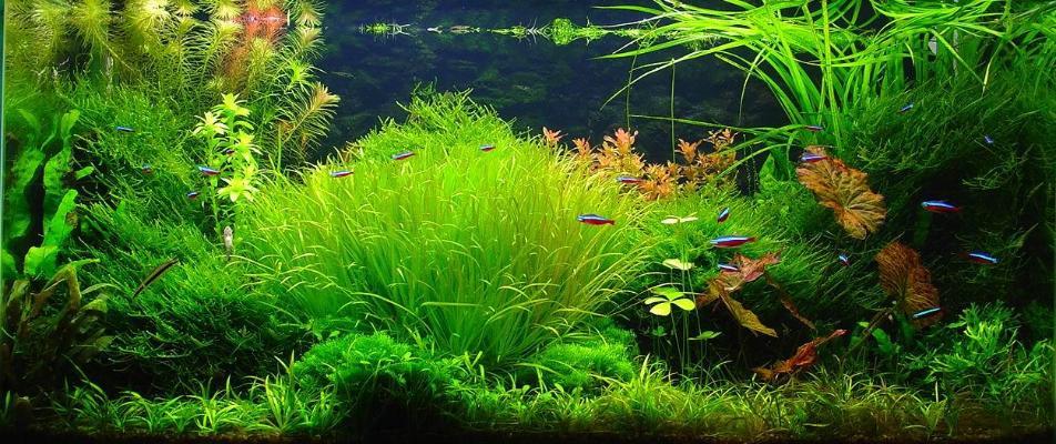植物墙贴图