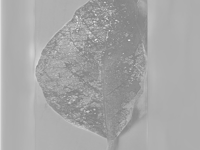 绿植墙