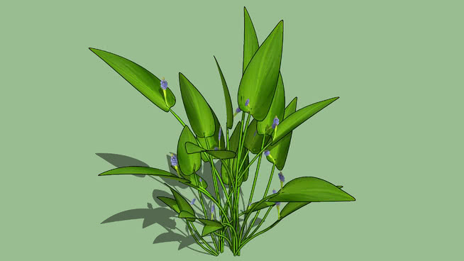 梭鱼草 植物 其他 花
