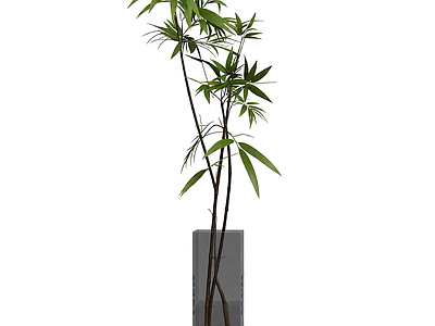 竹子盆栽植物