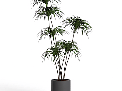 盆栽植物组合
