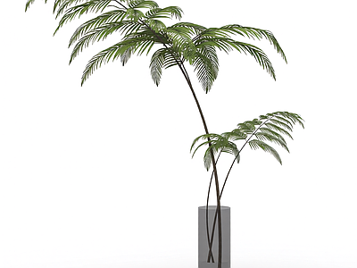 盆栽蕨类植物