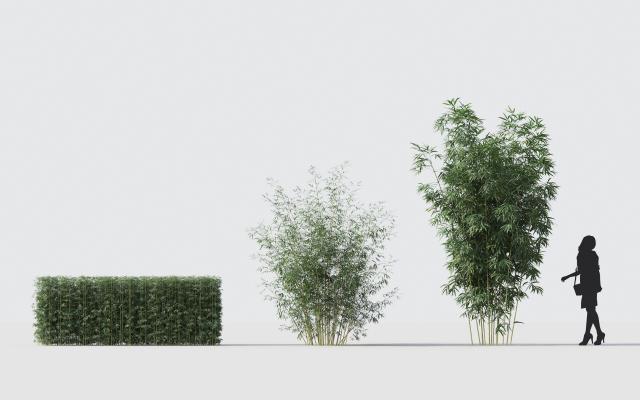 现代竹子 植物 花卉