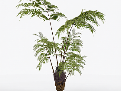 盆栽蕨类植物
