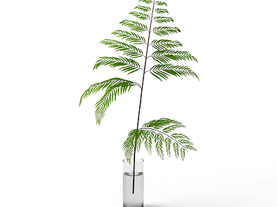 盆栽蕨类植物