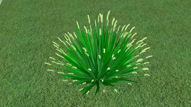 狼尾草属 草地 植物