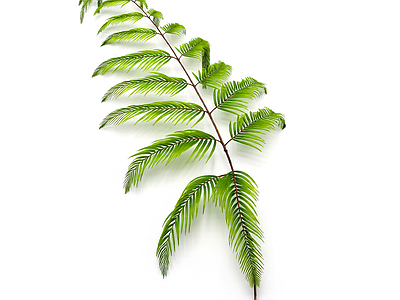 盆栽蕨类植物