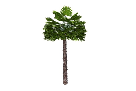 2D棕榈科植物