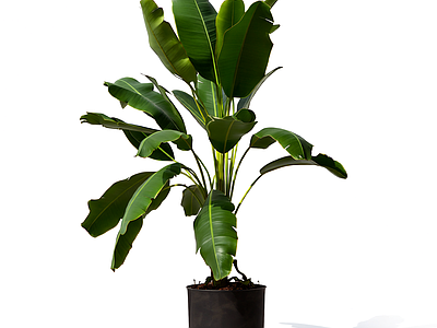 盆栽植物带花盆