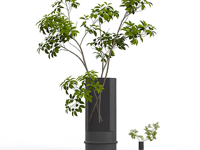 盆栽植物装饰