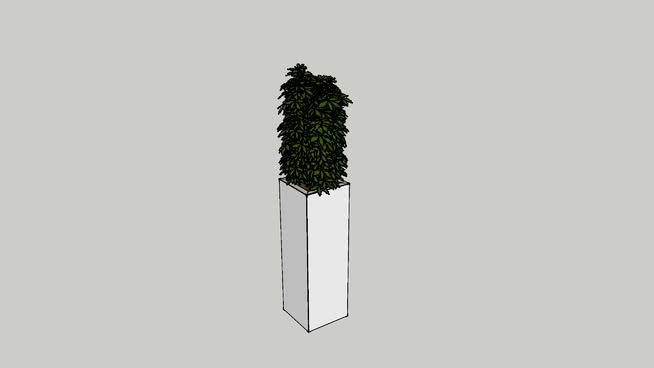 高大的盆栽植物 火柴 迷雾 画 编钟 挂钟