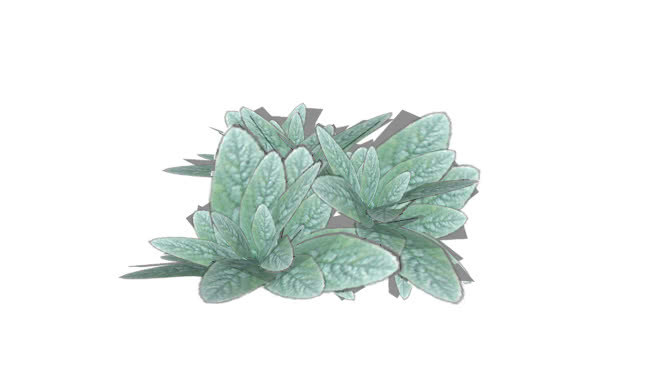 绵毛水苏 画 饰品 钞票 钱