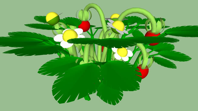 林地草莓 植物 黄花杓兰 其他 画 花