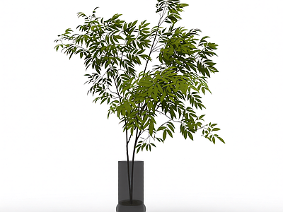 盆栽植物装饰