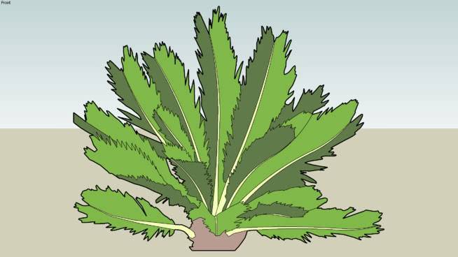 苏铁 植物 画 花 其他