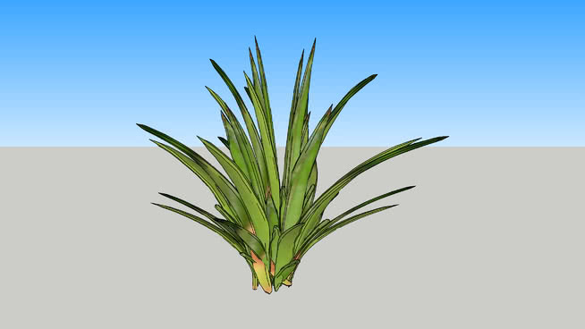 龙舌兰3D 植物 菠萝 画 其他 刺棘蓟