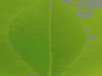 绿植墙
