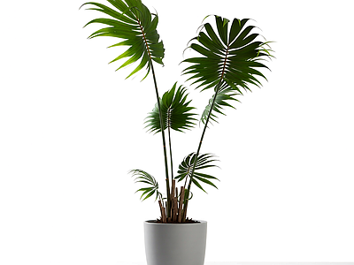 带盆绿植盆栽