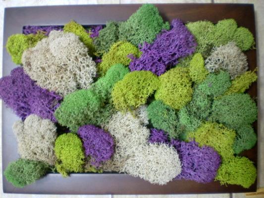 植物墙 贴图 自然元素
