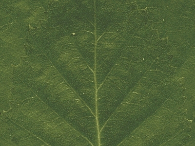 绿植墙