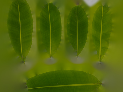 绿植墙