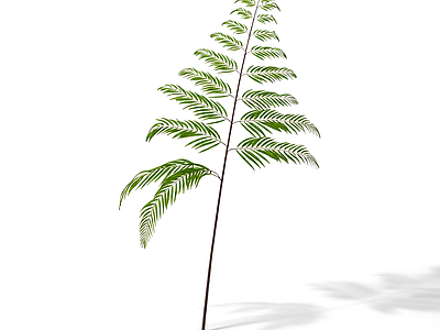 绿色蕨类植物模型