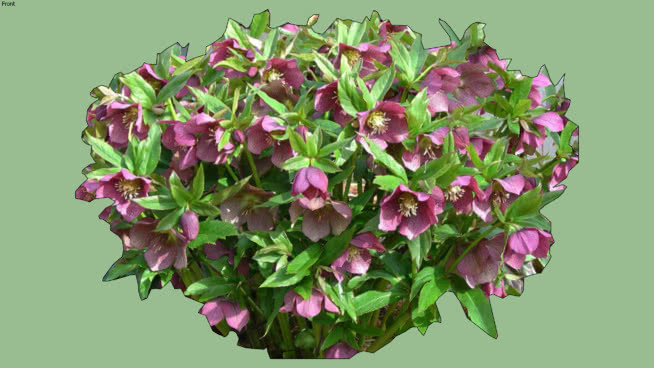 二维lenten玫瑰 花 植物 其他 蜜蜂