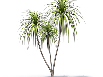 多枝棕榈植物模型